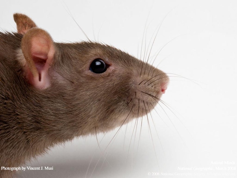 rat rat